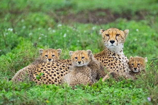 Tanzania Safari Images