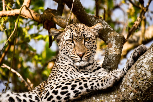 Serengeti Safari Images