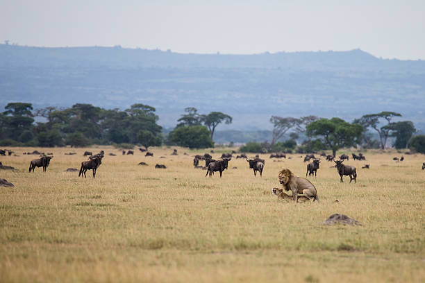 Serengeti Image