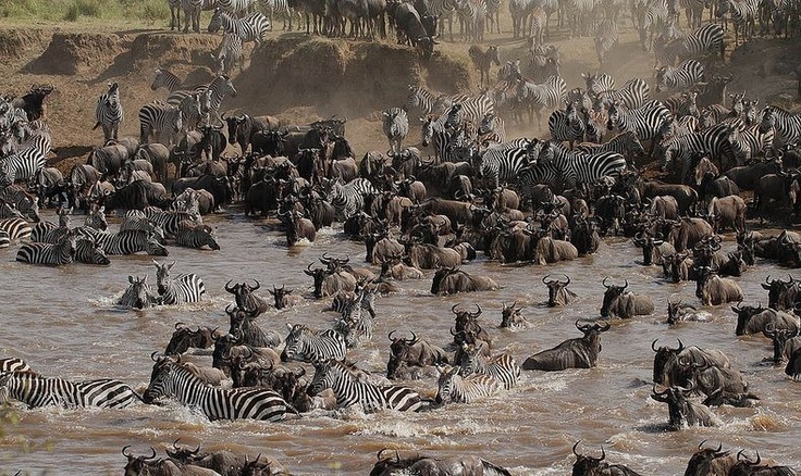 Serengeti Image