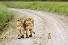 Ngaiza adventures