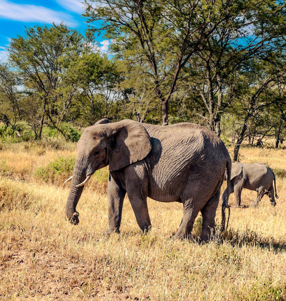 Lake Manyara Image