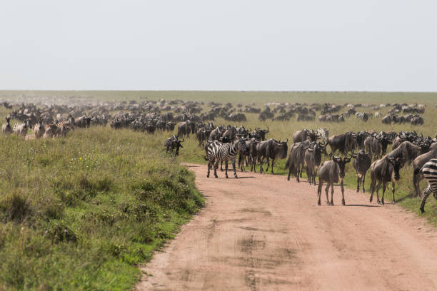 Serengeti Image